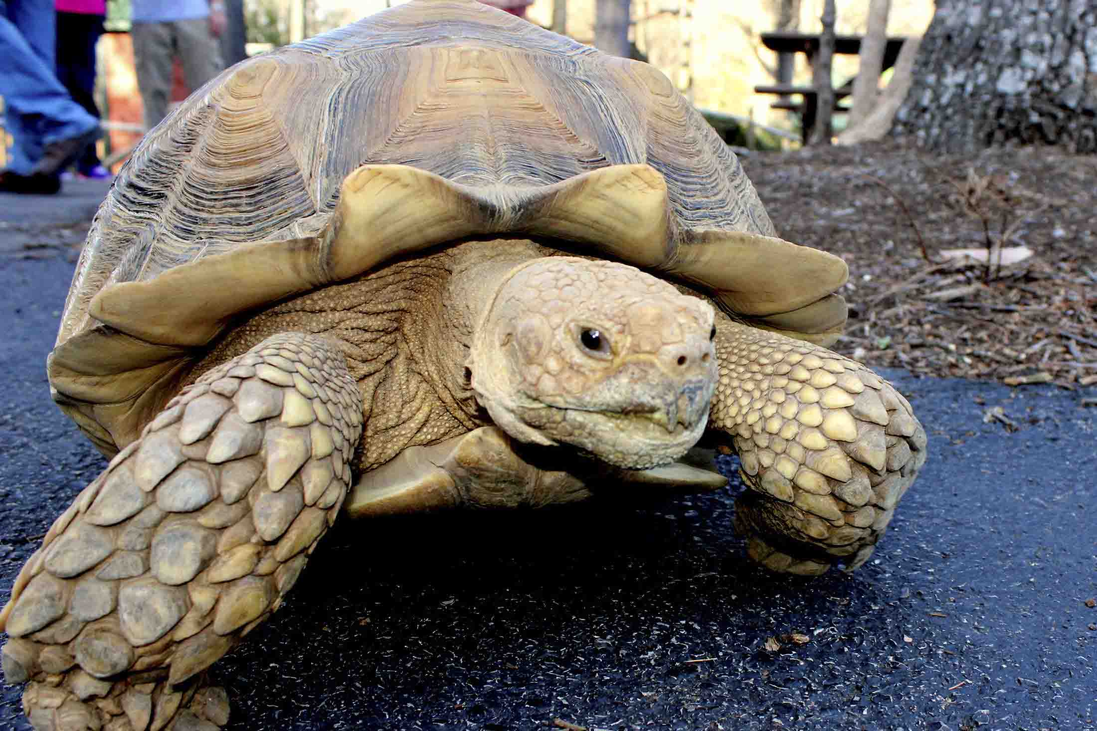 African Spurred Tortoise | Mill Mountain Zoo | Non-Profit